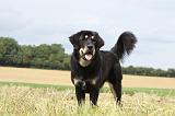 DOGUE DU TIBET 055